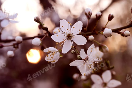 Preview: Branch with white flowers and fresh green leaves.Spring fresh, fragrant flower.