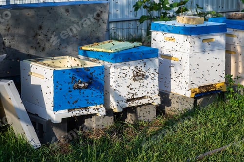Preview: Hives in the apiary in the spring during an active flight of bees. A lot of bees on the approach to
