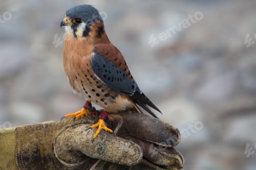 Preview: American Kestrel at a bird sanctuary near Otavalo, Ecuador