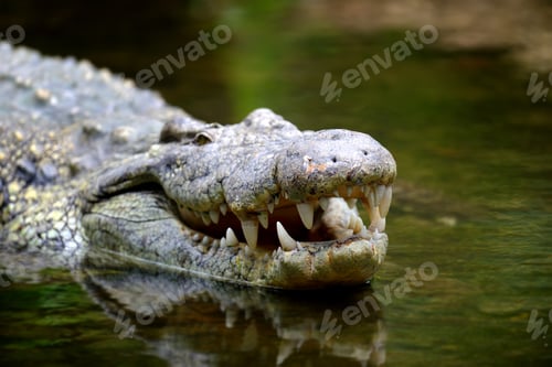 Preview: Group crocodile