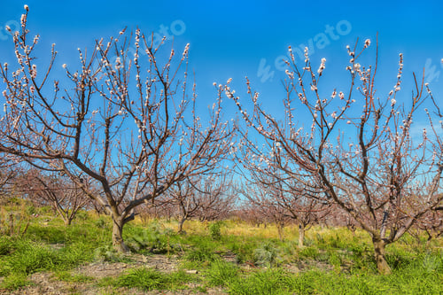 Preview: Amazing white almond flowers on almond tree branch in spring Italian garden, Sicilia.