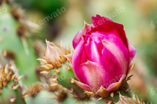 Preview: Prickly Pear (Opuntia fragilis) cactus flower, California