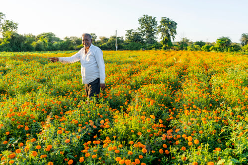 Preview: Indian farmer in marigold flower field.
