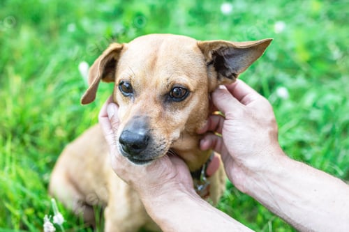 Preview: Owner holding dog's face in hands with great love and care.