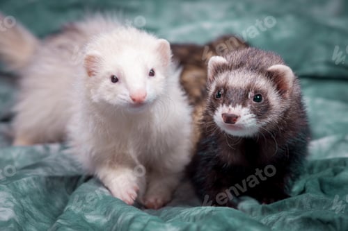 Preview: Cute brown and white ferrets.