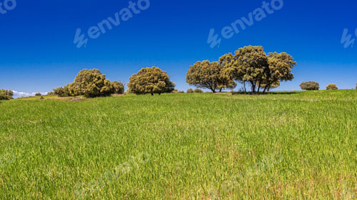 Preview: Agricultural Fields and Holm Oak Pasture, Spain