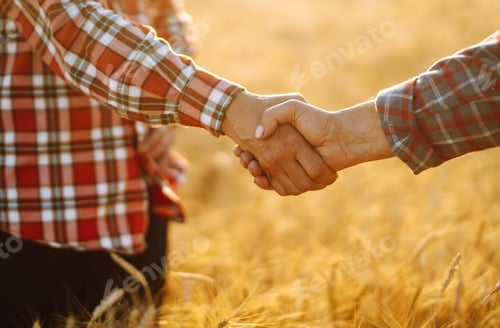 Preview: Handshake. Two farmer standing in a wheat field and shake hands on sunset. Harvesting concept.