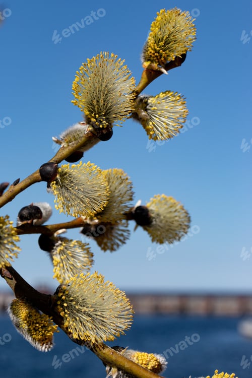 Preview: Flowering trees close-up