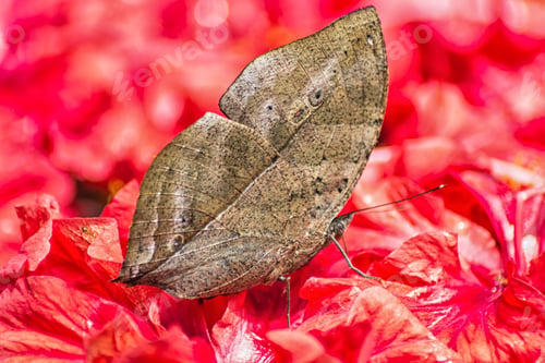 Preview: Butterfly 1