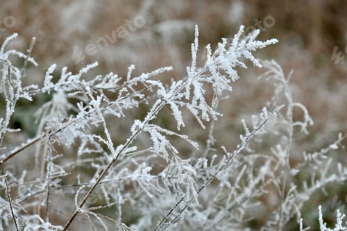 Preview: Frost-Covered Grass in Winter Landscape