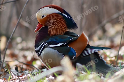 Preview: Mandarin duck, bird , colorful of nature, wildlife, wild, decorative birds.