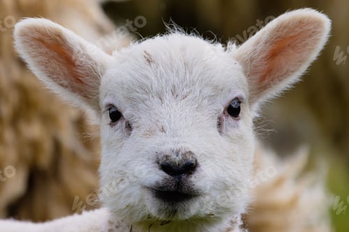 Preview: Closeup of a cute white lamb face with a blurred green background