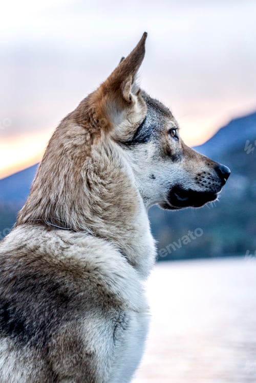 Preview: Portrait of dog by river, side view