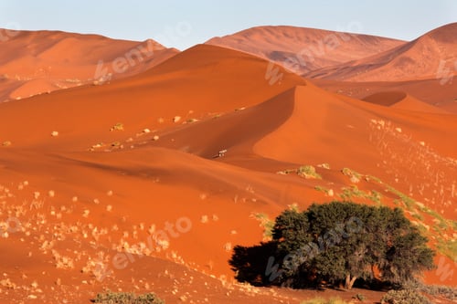 Preview: A lone Gemsbok (Oryx gazella) in the vast expanse of the Namib Desert in Namibia