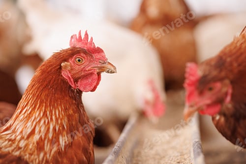 Preview: chicken eats feed and grain at eco chicken farm, free range chicken farm