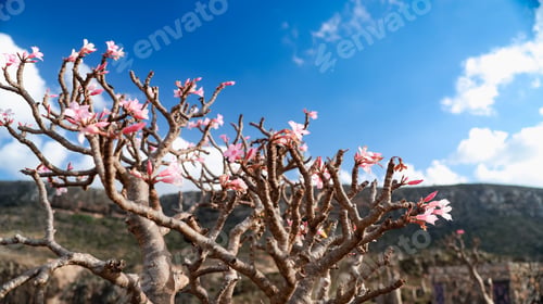 Preview: Socotra island landscape featuring blooming desert roses against a bright blue sky
