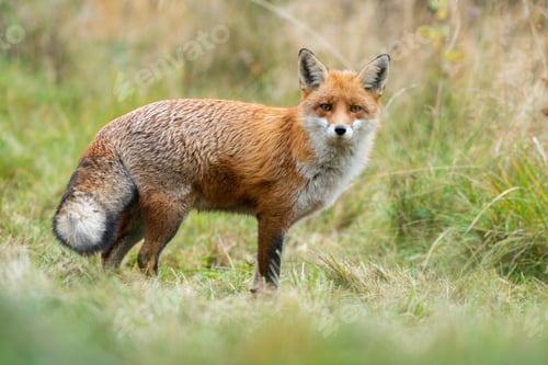 Preview: Adult red fox with furry tail standing on a meadow in autumn nature