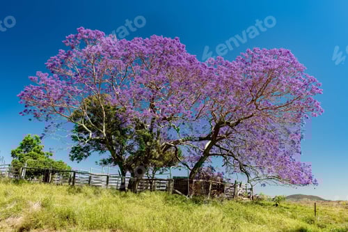 Preview: Purple Jacaranda tree in the country.