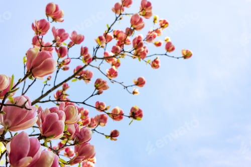 Preview: Blooming pink magnolia flowers. Branch of magnolia tree