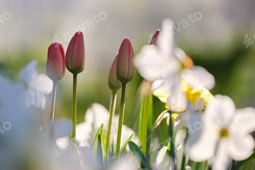 Preview: Bright red tulip flowers blooming on outdoor flowerbed on sunny spring day