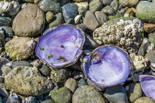 Preview: Purple Sea Shells And Rocks On Shore In The Pacific Northwest.