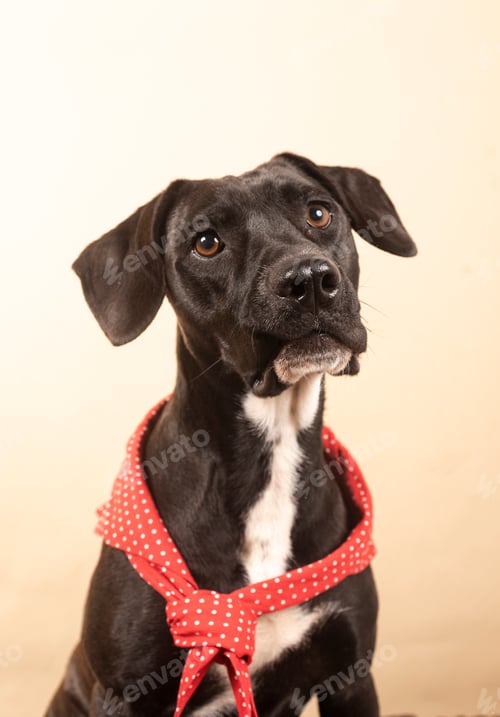 Preview: Black puppy wearing red polka dot bandana looking up
