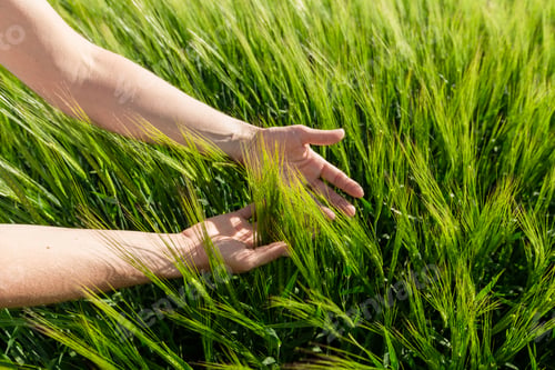 Preview: Close-up of Farmer hand holding green wheat ears in the field. Agricultural business.