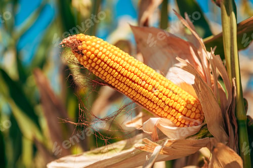 Preview: Maize crops are ripe and ready for harvest