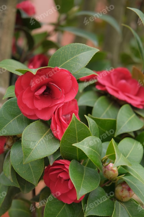 Preview: Beautiful vibrant pink Japanese Camellia flowers