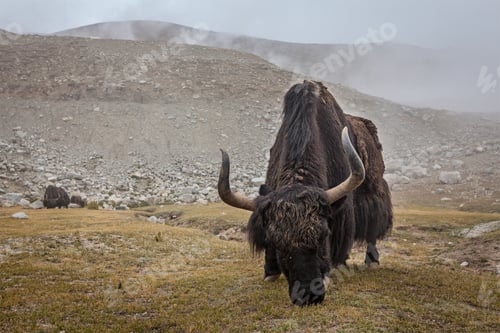 Preview: Yak grazing in Himalayas