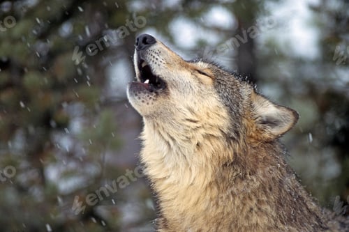 Preview: wolf, howling, wilderness, realistic, powerful