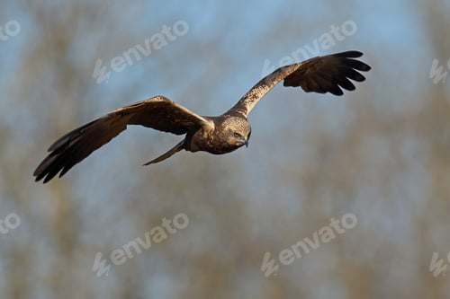 Preview: Western marsh harrier (Circus aeruginosus)