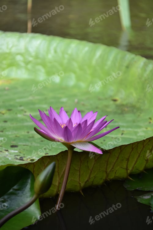 Preview: Water Lily in Bloom on a Lily Pad