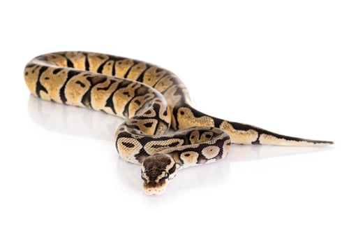 Preview: Ball python in studio