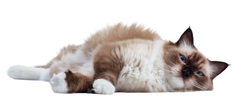 Preview: Cat Ragdoll isolated on white background