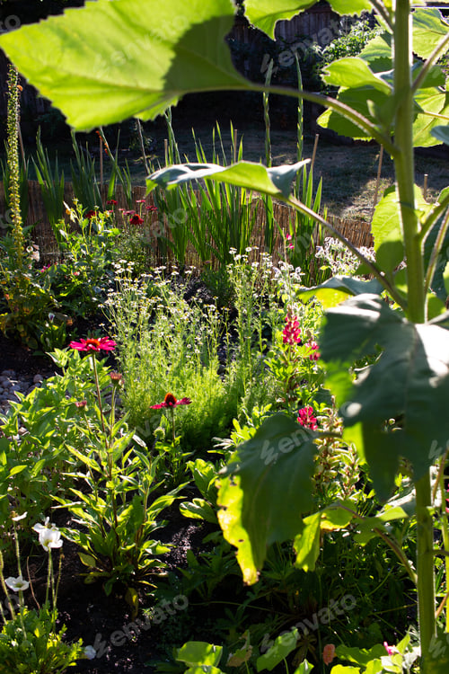 Preview: Summer garden at sunset