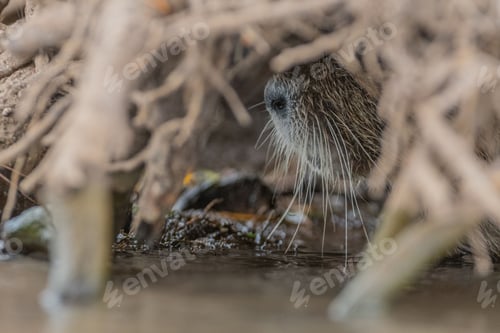 Preview: Selective of nutria (Myocastor coypus) nose from the branches