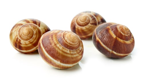 Preview: escargot snail on white background