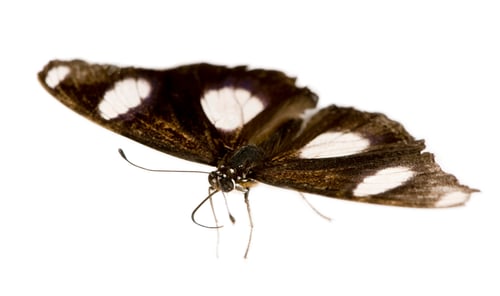 Preview: Butterfly