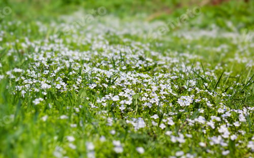 Preview: Natural floral spring background with delicate blue flowers of veronica filamentous
