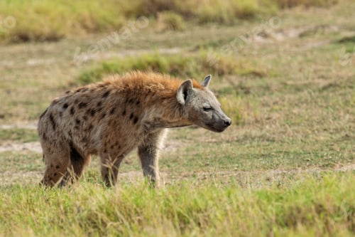 Preview: Spotted Hyena (Crocuta crocuta) in the National park of Kenya