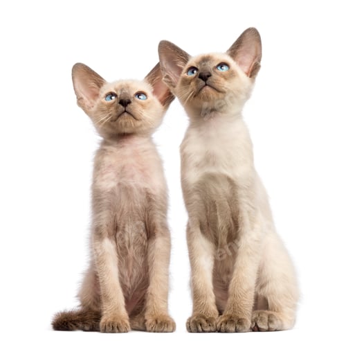 Preview: Two Oriental Shorthair kittens, 9 weeks old, sitting and looking up against white background