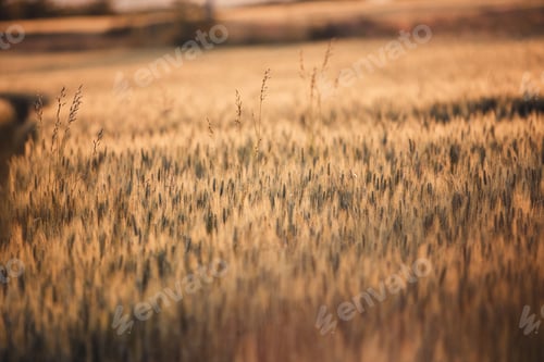 Preview: Beautiful wallpaper of the golden barley field