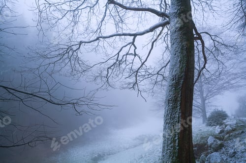 Preview: tree in dense dusk fog in winter