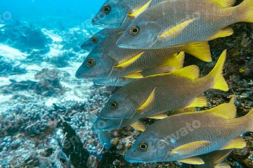 Preview: Underwater view with school fish in ocean. Sea life in transparent water