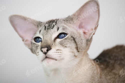 Preview: adorable siamese cat kitten with blue eyes