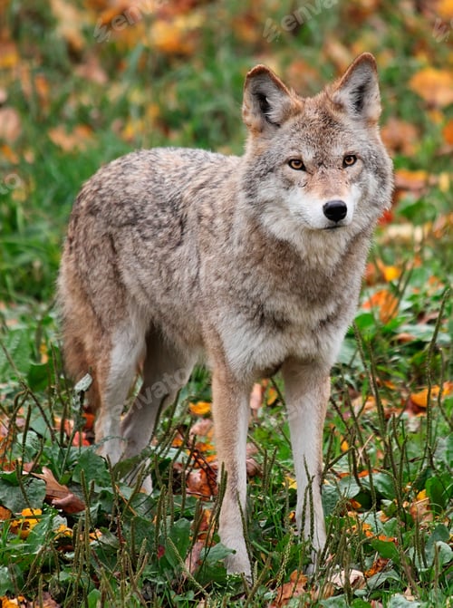 Preview: Coyote Standing Tall in Green and Brown Grass