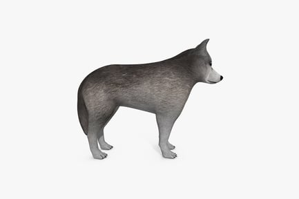 Preview: Grey wolf in profile view
