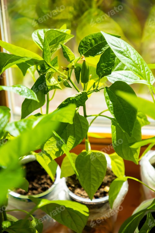 Preview: Young green seedling sprouts in seedling tray near the window. Planting seeds growing in small pots.