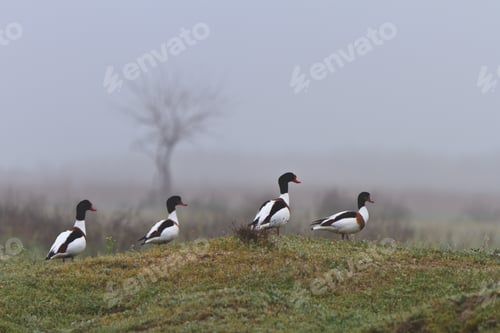 Preview: Common Shelduck Tadorna tadorna